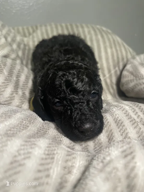 AKC Raven - Yellow – Poodle - Miniature  puppy for sale in Baytown, TX