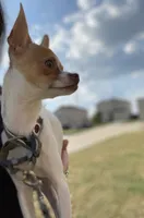 Chico, a male Chihuahua for sale in Baytown, TX – 5 of 5