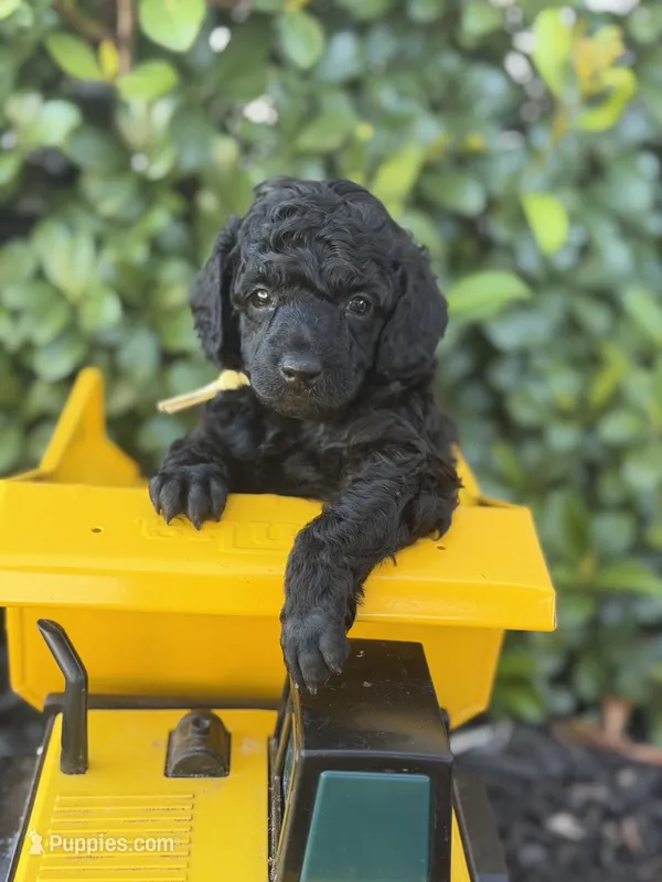 AKC Raven - Yellow – Poodle - Miniature  puppy for sale in Baytown, TX