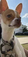 Chico, a male Chihuahua for sale in Baytown, TX – 4 of 5