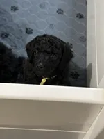 💛AKC Raven💛, a female Poodle - Miniature  for sale in Baytown, TX – 7 of 7