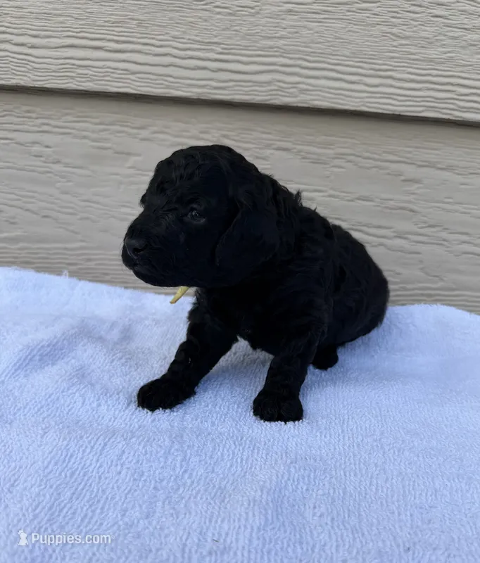 AKC Raven - Yellow – Poodle - Miniature  puppy for sale in Baytown, TX