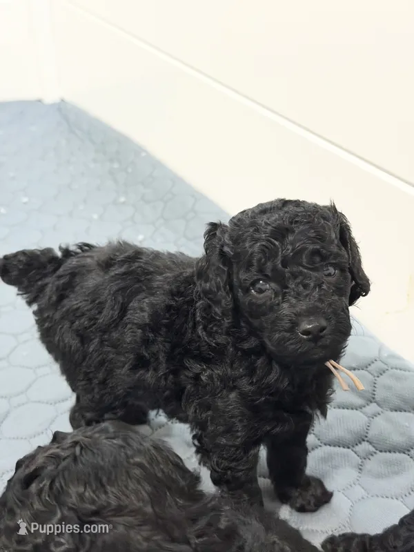 AKC Princess - Pink – Poodle - Miniature  puppy for sale in Baytown, TX