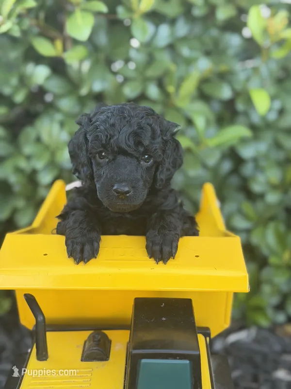 AKC Princess - Pink – Poodle - Miniature  puppy for sale in Baytown, TX