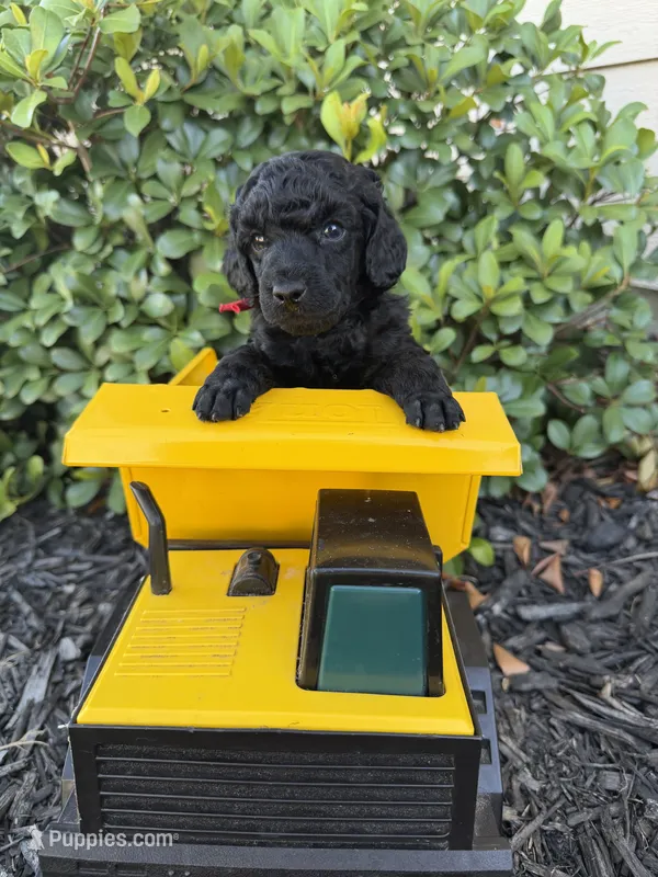 AKC Apollo - Red – Poodle - Miniature  puppy for sale in Baytown, TX
