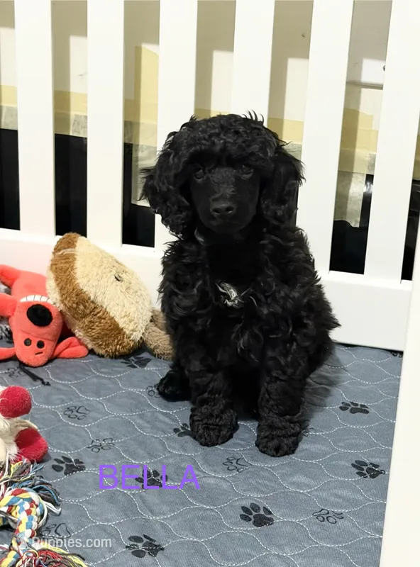 Raven - Purple, a female Poodle - Miniature  for sale in Baytown, TX – 1 of 10