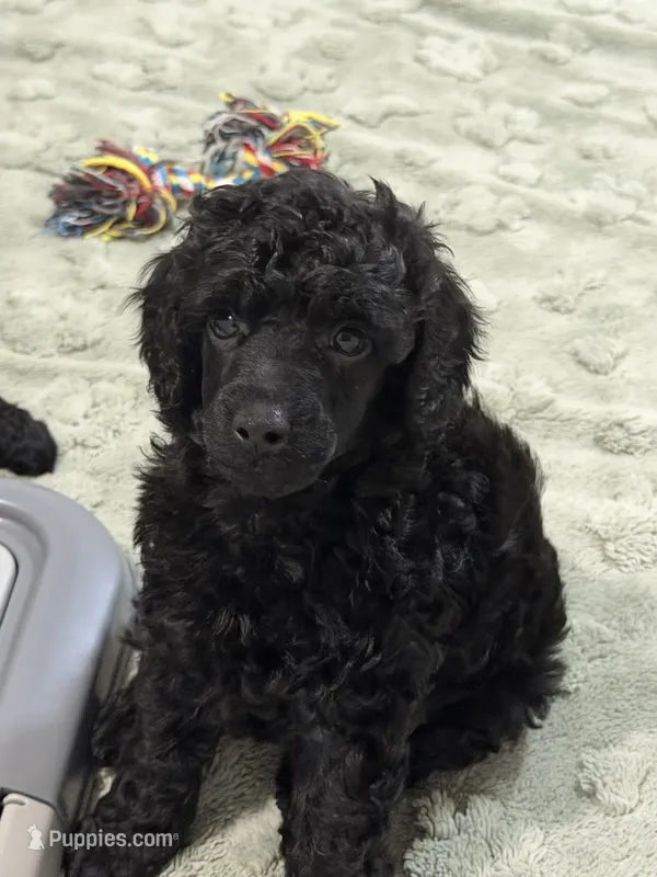 AKC Apollo - Red – Poodle - Miniature  puppy for sale in Baytown, TX
