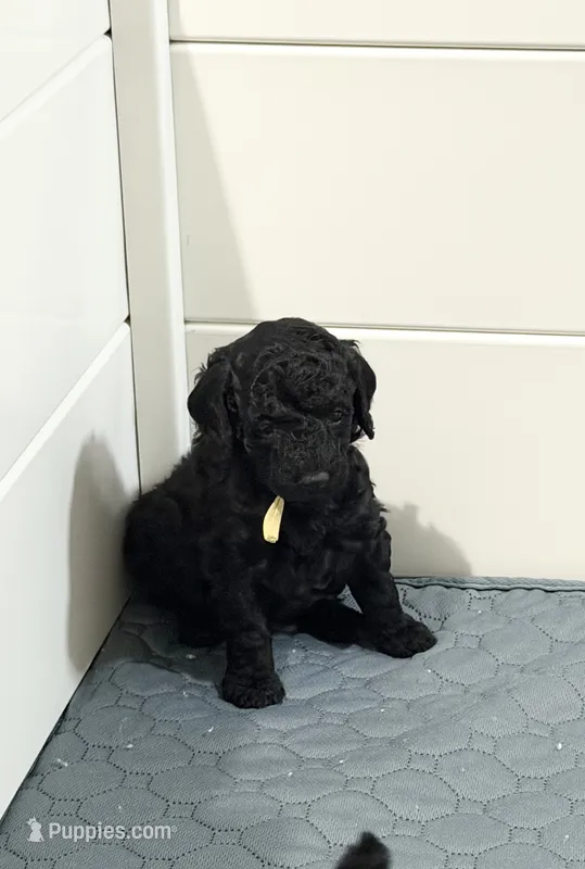 AKC Raven - Yellow – Poodle - Miniature  puppy for sale in Baytown, TX