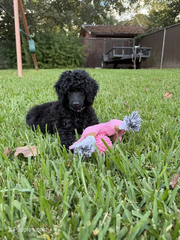 💛AKC Raven💛 – Poodle - Miniature  puppy for sale in Baytown, TX