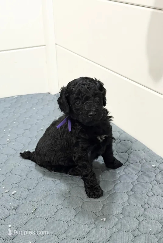 AKC Bella - Purple – Poodle - Miniature  puppy for sale in Baytown, TX