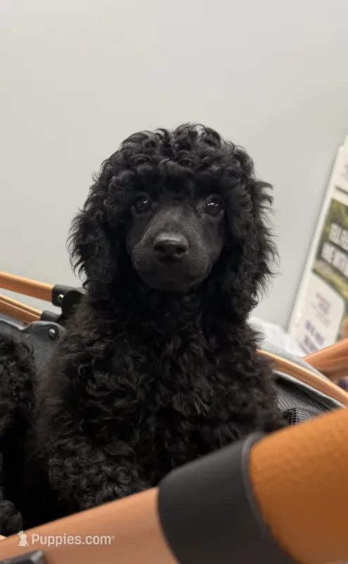 💛AKC Raven💛 – Poodle - Miniature  puppy for sale in Baytown, TX