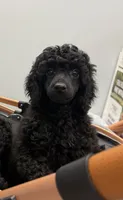 💛AKC Raven💛, a female Poodle - Miniature  for sale in Baytown, TX – 1 of 7