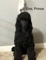Raven - Purple, a female Poodle - Miniature  for sale in Baytown, TX – 2 of 10