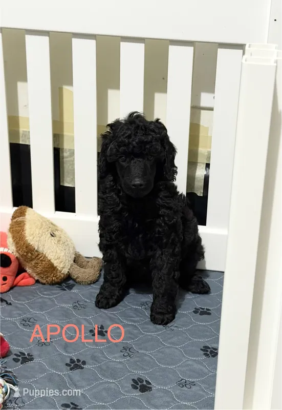 AKC Apollo - Red – Poodle - Miniature  puppy for sale in Baytown, TX