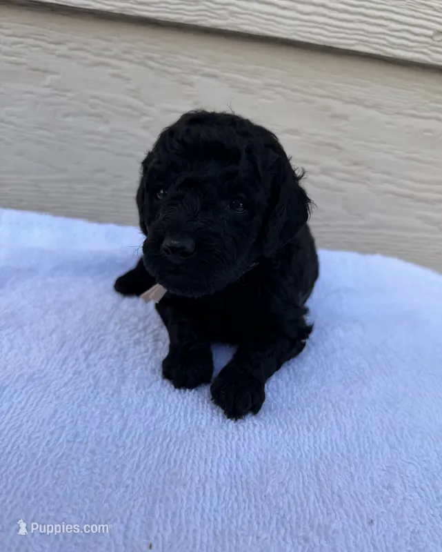AKC Princess - Pink – Poodle - Miniature  puppy for sale in Baytown, TX