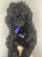 Raven - Purple, a female Poodle - Miniature  for sale in Baytown, TX – 4 of 10