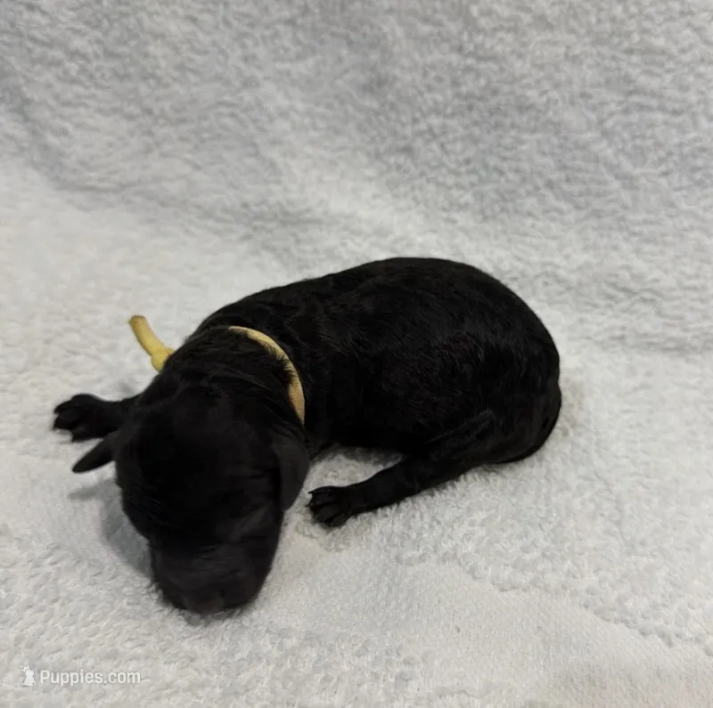 Raven - Yellow – Poodle - Miniature  puppy for sale in Baytown, TX