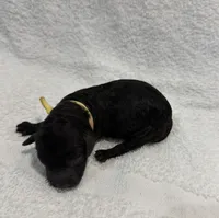 Raven - Yellow, a female Poodle - Miniature  for sale in Baytown, TX – 1 of 1