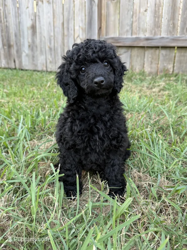 AKC Raven - Yellow – Poodle - Miniature  puppy for sale in Baytown, TX