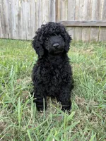 💛AKC Raven💛, a female Poodle - Miniature  for sale in Baytown, TX – 2 of 7