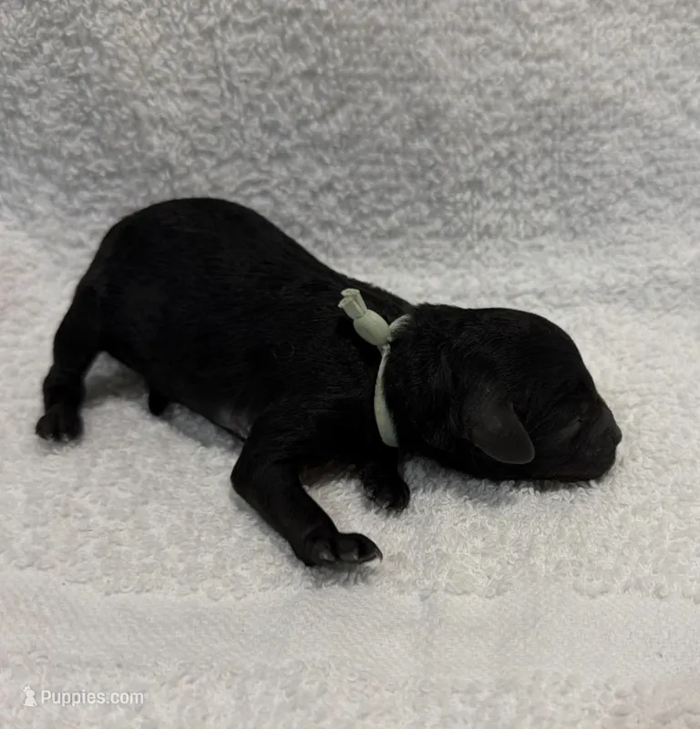Sasha - Mint – Poodle - Miniature  puppy for sale in Baytown, TX