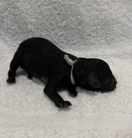 Sasha - Mint, a female Poodle - Miniature  for sale in Baytown, TX – 1 of 2