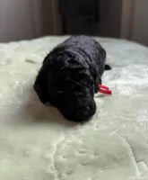 AKC Apollo - Red, a male Poodle - Miniature  for sale in Baytown, TX – 4 of 5
