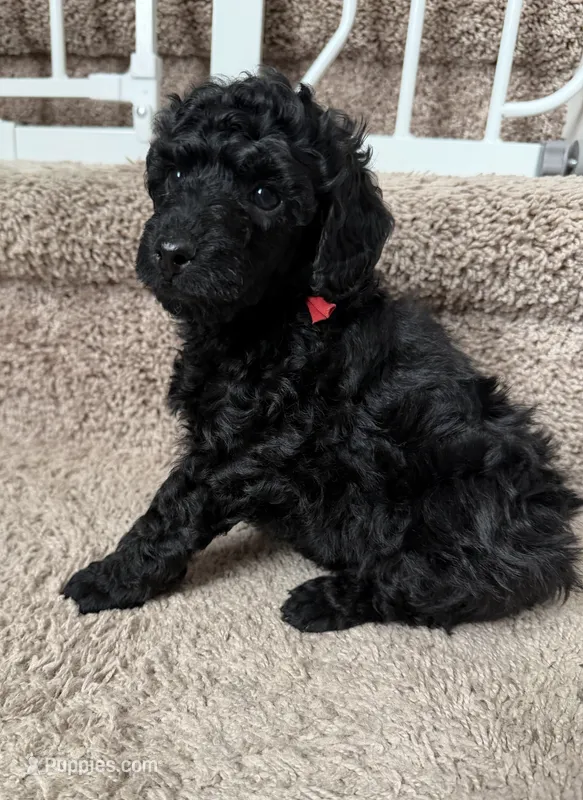 AKC Apollo - Red – Poodle - Miniature  puppy for sale in Baytown, TX