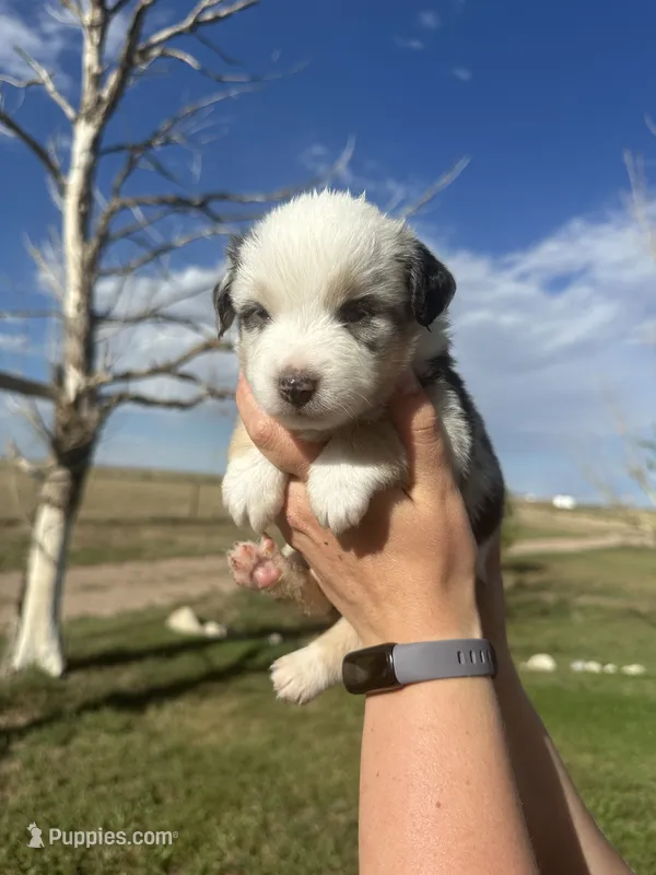 Mini Aussie Merle Girl 1 – Miniature Australian Shepherd puppy for sale in Carr, CO