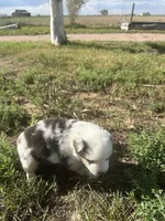 Mini Aussie Merle Girl 1, a female Miniature Australian Shepherd for sale in Carr, CO – 3 of 3