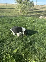 TH Tri Girl 4, a female Australian Cattle Dog and Miniature Australian Shepherd for sale in Carr, CO – 2 of 3