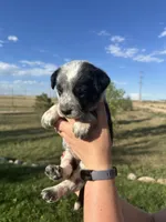 TH Tri Boy 2, a female Australian Cattle Dog and Miniature Australian Shepherd for sale in Carr, CO – 3 of 3
