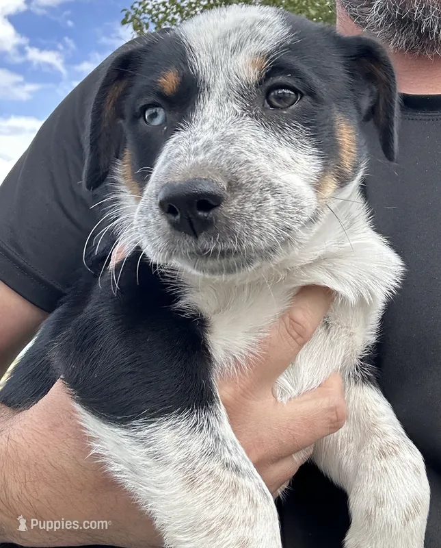 Texas Tri Girl 3 – Australian Cattle Dog, Miniature Australian Shepherd puppy for sale in Carr, CO