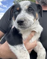 Texas Tri Girl 3, a female Australian Cattle Dog and Miniature Australian Shepherd for sale in Carr, CO – 1 of 4