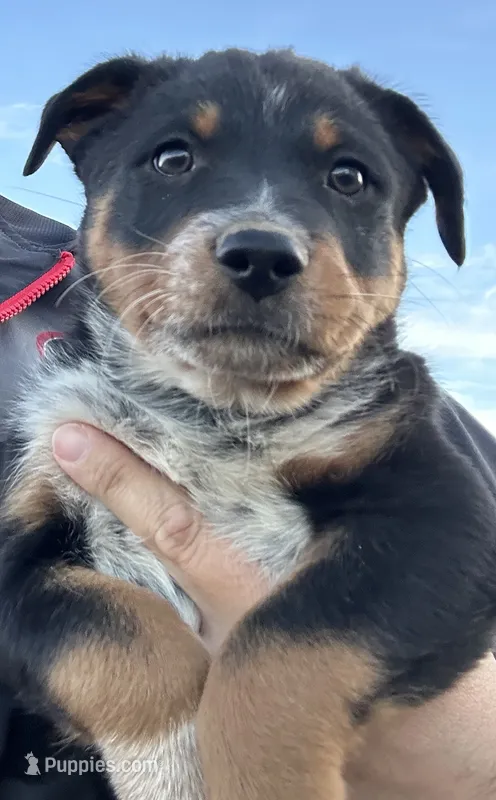 TH Tri Boy 1 – Australian Cattle Dog, Miniature Australian Shepherd puppy for sale in Carr, CO