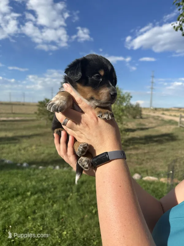TH Tri Boy 1 – Australian Cattle Dog, Miniature Australian Shepherd puppy for sale in Carr, CO