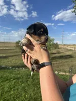 TH Tri Boy 1, a female Australian Cattle Dog and Miniature Australian Shepherd for sale in Carr, CO – 1 of 3