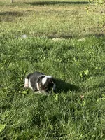 TH Tri Girl 3, a female Australian Cattle Dog and Miniature Australian Shepherd for sale in Carr, CO – 3 of 3