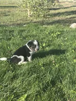 TH Tri Girl 4, a female Australian Cattle Dog and Miniature Australian Shepherd for sale in Carr, CO – 3 of 3