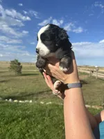 Mini Aussie Tri Girl 1, a female Miniature Australian Shepherd for sale in Carr, CO – 1 of 3