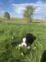 Mini Aussie Tri Boy 1, a male Miniature Australian Shepherd for sale in Carr, CO – 3 of 3