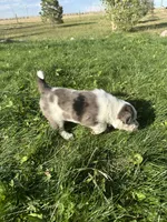 TH Merle Girl 1, a female Australian Cattle Dog and Miniature Australian Shepherd for sale in Carr, CO – 2 of 3