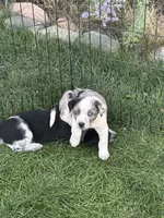 TH Merle Boy 1, a male Australian Cattle Dog and Miniature Australian Shepherd for sale in Carr, CO – 3 of 4