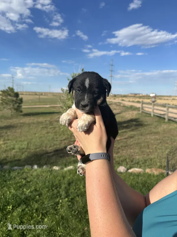 TH Tri Girl 2 – Australian Cattle Dog, Miniature Australian Shepherd puppy for sale in Carr, CO