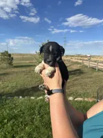TH Tri Girl 2, a female Australian Cattle Dog and Miniature Australian Shepherd for sale in Carr, CO – 1 of 3