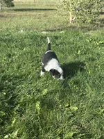 TH Tri Girl 1, a female Australian Cattle Dog and Miniature Australian Shepherd for sale in Carr, CO – 3 of 3