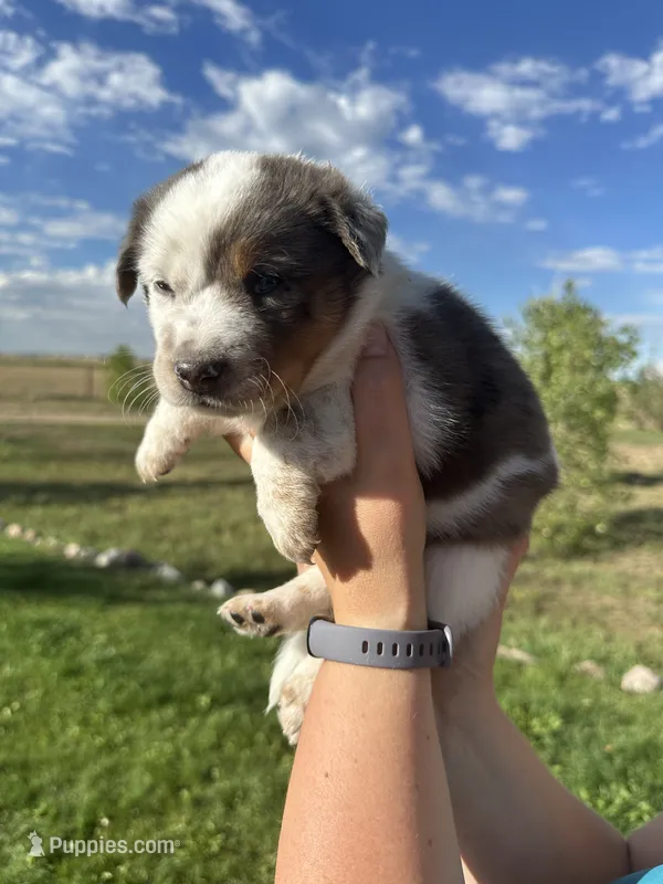 TH Merle Girl 1 – Australian Cattle Dog, Miniature Australian Shepherd puppy on hold in Carr, CO