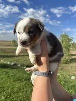 TH Merle Girl 1, a female Australian Cattle Dog and Miniature Australian Shepherd for sale in Carr, CO – 1 of 3