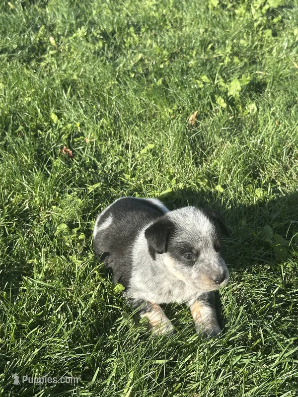 TH Tri Boy 2 – Australian Cattle Dog, Miniature Australian Shepherd puppy for sale in Carr, CO