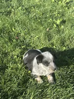 TH Tri Boy 2, a female Australian Cattle Dog and Miniature Australian Shepherd for sale in Carr, CO – 1 of 3